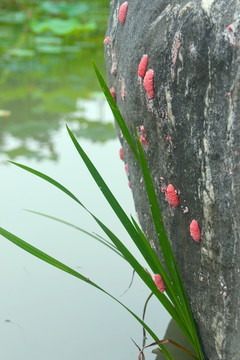 池塘边福寿螺产的红色卵块