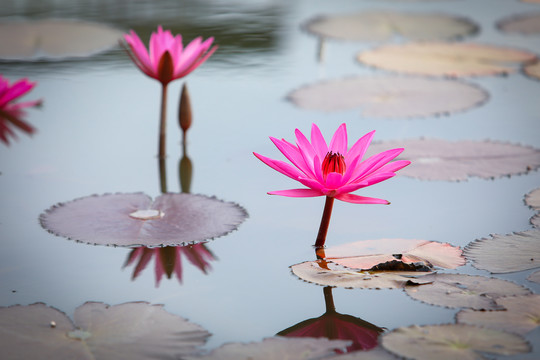 粉色睡莲莲花