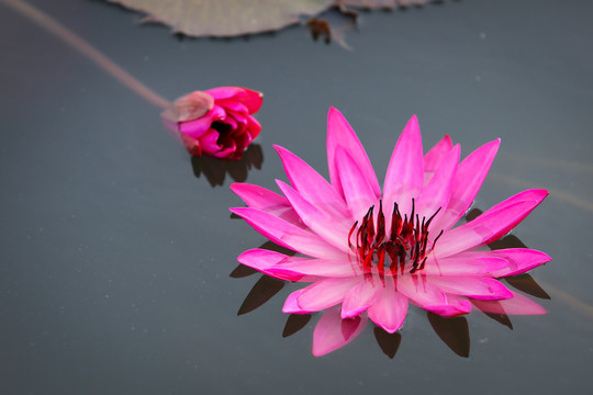 粉色睡莲莲花