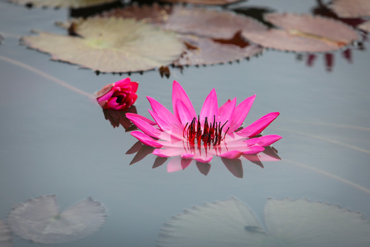 粉色睡莲莲花