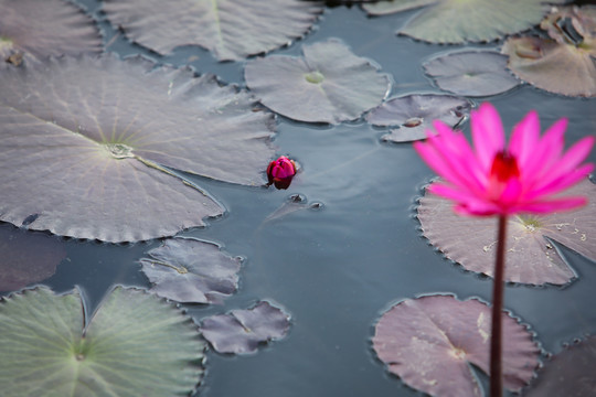 粉色睡莲莲花