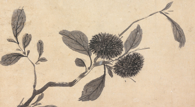 沈周蓮花豆莢圖冊板栗