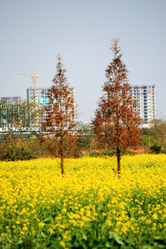 油菜开花