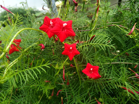 茑萝松小红花