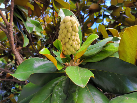 玉兰花果