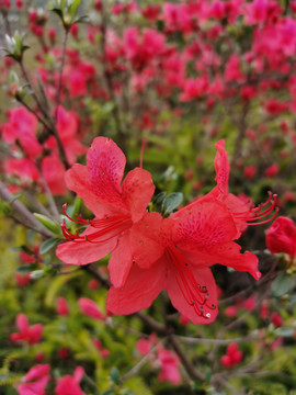 杜鹃花