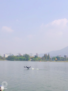 水上飞鸟