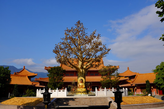 菩提树和佛像