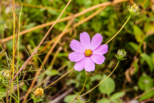 格桑花