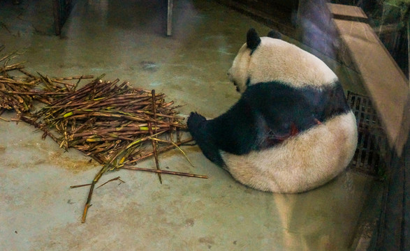 成都大熊猫繁育基地