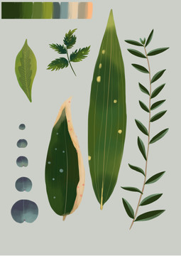 植物插畫手繪