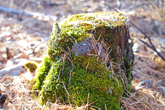 苔藓