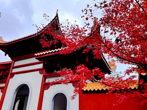 寺庙枫树