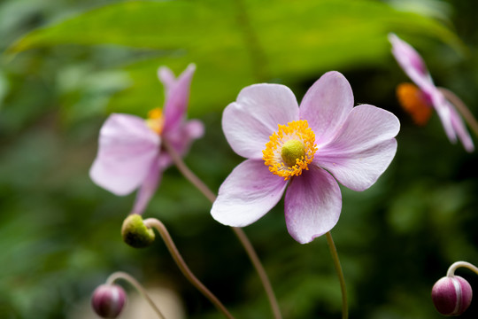 毛茛科植物野棉花