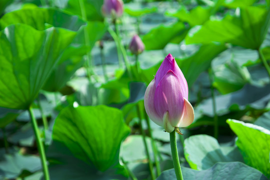 盛夏荷花池