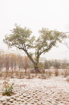 惠水湾森林公园雪景