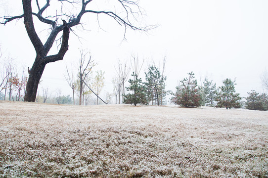 下雪后的城市公园