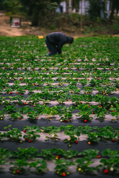 新鲜草莓种植基地