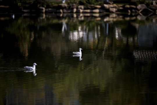 秋季昆明洛龙公园湖中海鸥