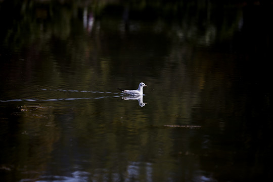 秋季昆明洛龙公园湖中海鸥