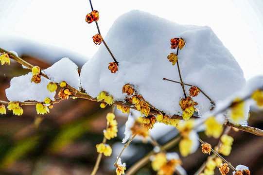 重庆迎来大降雪