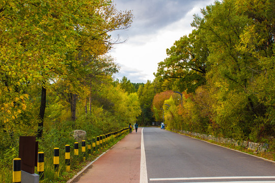 林间公路秋景