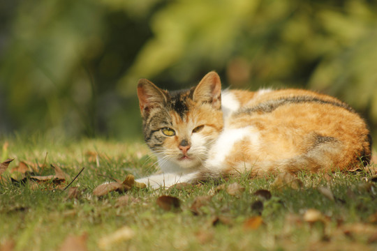 小区里晒太阳的猫