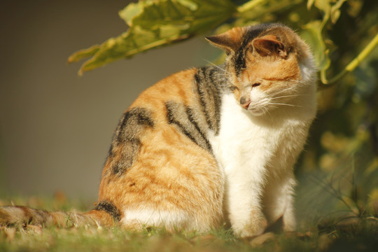 小区里晒太阳的猫