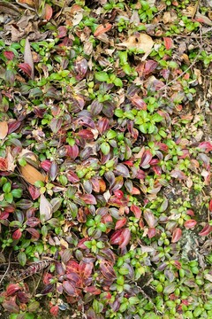 草药铺地锦（地菍）