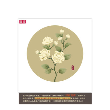茉莉花圖片