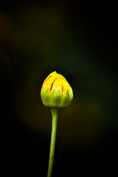 菊花花苞