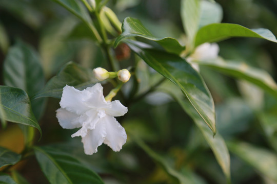 栀子花