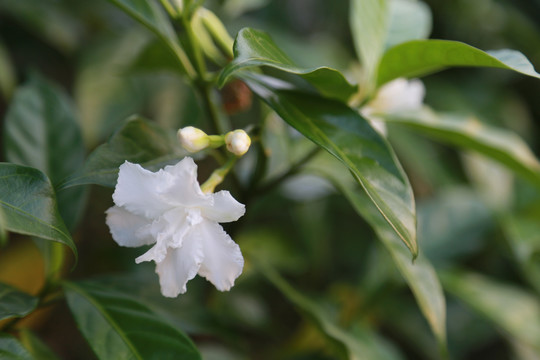 栀子花