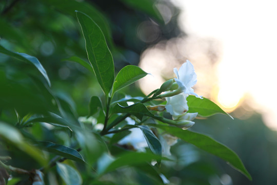 栀子花