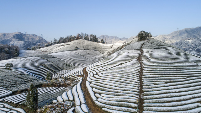 茶山