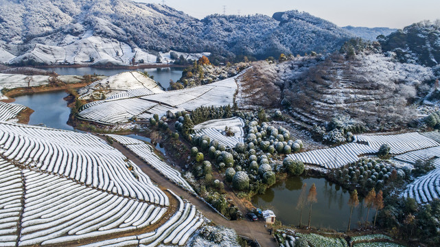 雪后茶园风光