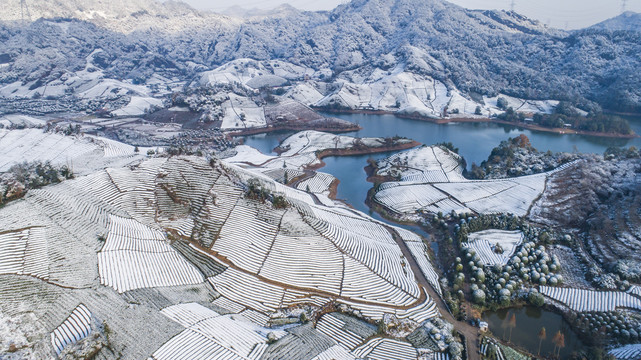 茶园雪景