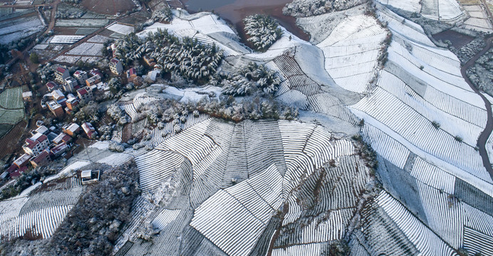 茶园雪景