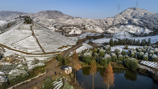 茶园雪后