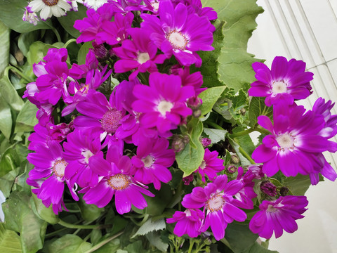 瓜叶菊紫色花儿开