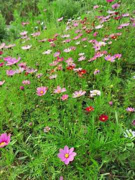 格桑花