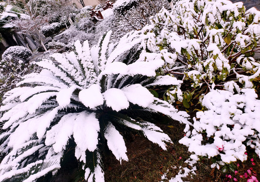 白雪覆盖的绿植