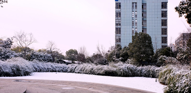 白雪覆盖的绿色灌丛