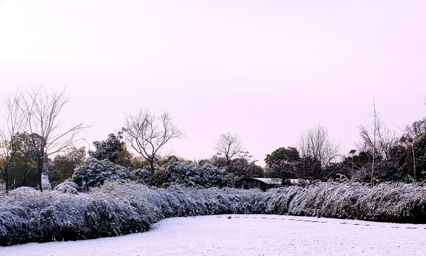 白雪覆盖的绿色灌丛