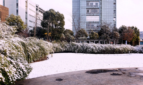 雪后的灌丛