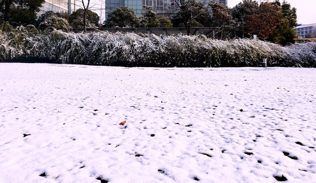 白雪覆盖的绿色灌丛