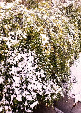 南国初雪后的绿色藤蔓植物