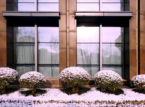玻璃幕墙前的雪后圆形灌木