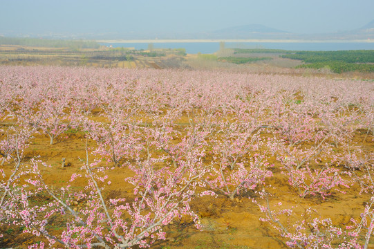 水蜜桃种植基地