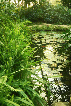 池塘边蕨类植物